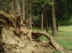 Fonds d'cran Nature Albero Caduto