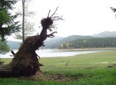 Fonds d'cran Nature Albero caduto