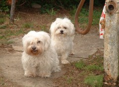 Fonds d'cran Animaux Bichons