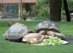 Fonds d'cran Animaux Image sans titre N81653