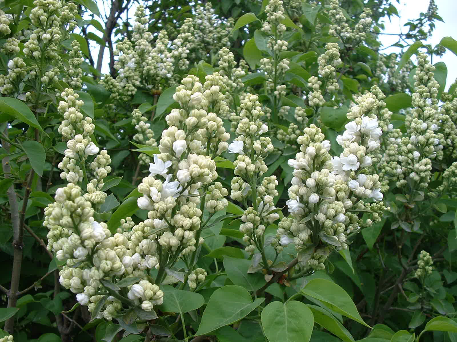 Fonds d'cran Nature Fleurs LILAS BLANC