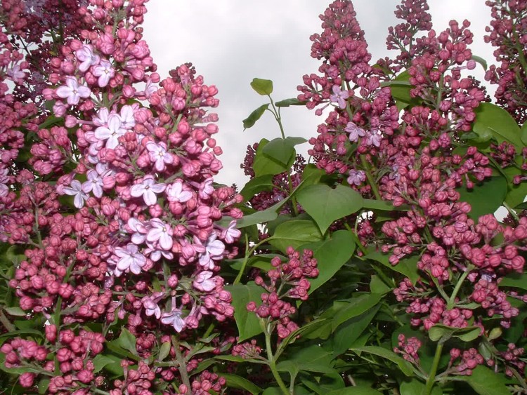 Fonds d'cran Nature Fleurs LILAS MAUVE