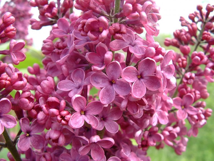 Fonds d'cran Nature Fleurs LILAS MAUVE