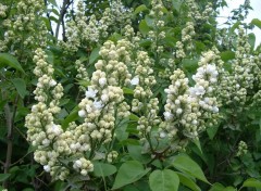 Wallpapers Nature LILAS BLANC