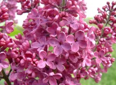 Wallpapers Nature LILAS MAUVE