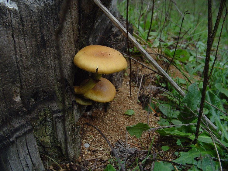 Fonds d'cran Nature Champignons Fungo