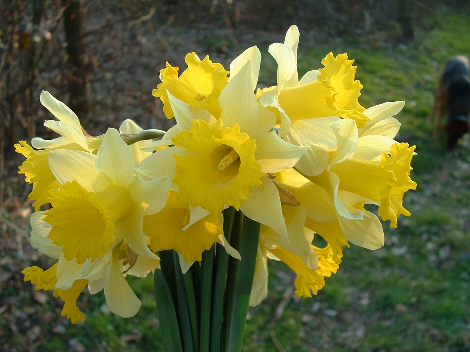 Fonds d'cran Nature Fleurs Jonquilles