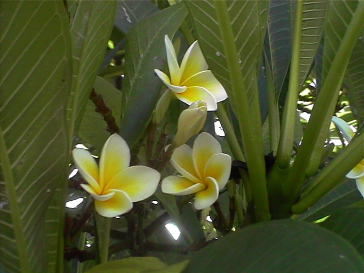 Fonds d'cran Nature Fleurs Fleur de l'le Maurice