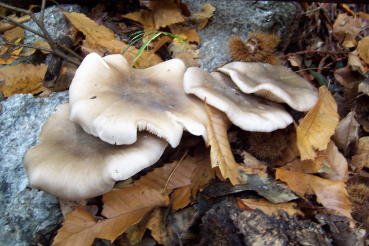 Fonds d'cran Nature Champignons Champignons