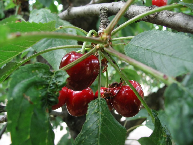 Wallpapers Nature Fruits Bonnes cerises