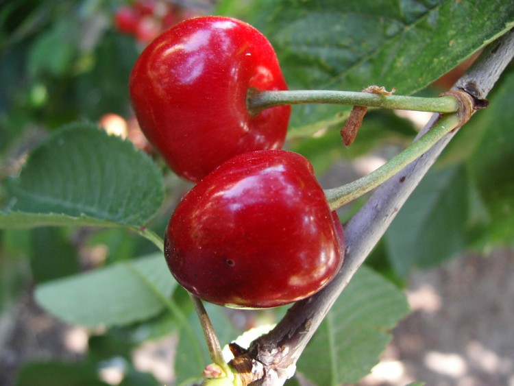 Fonds d'cran Nature Fruits Cerises