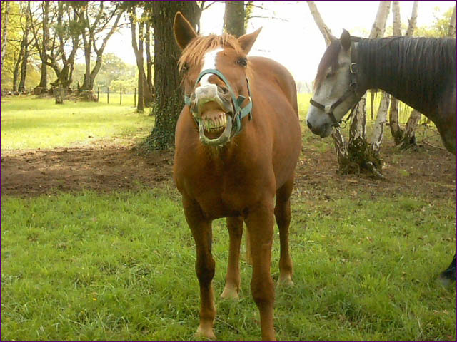 Fonds d'cran Animaux Chevaux 