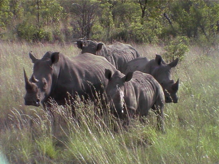 Wallpapers Animals Rhinoceros troupeaux de Rhinocros