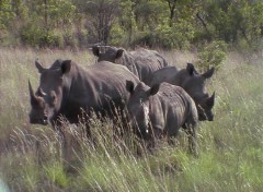 Fonds d'cran Animaux troupeaux de Rhinocros