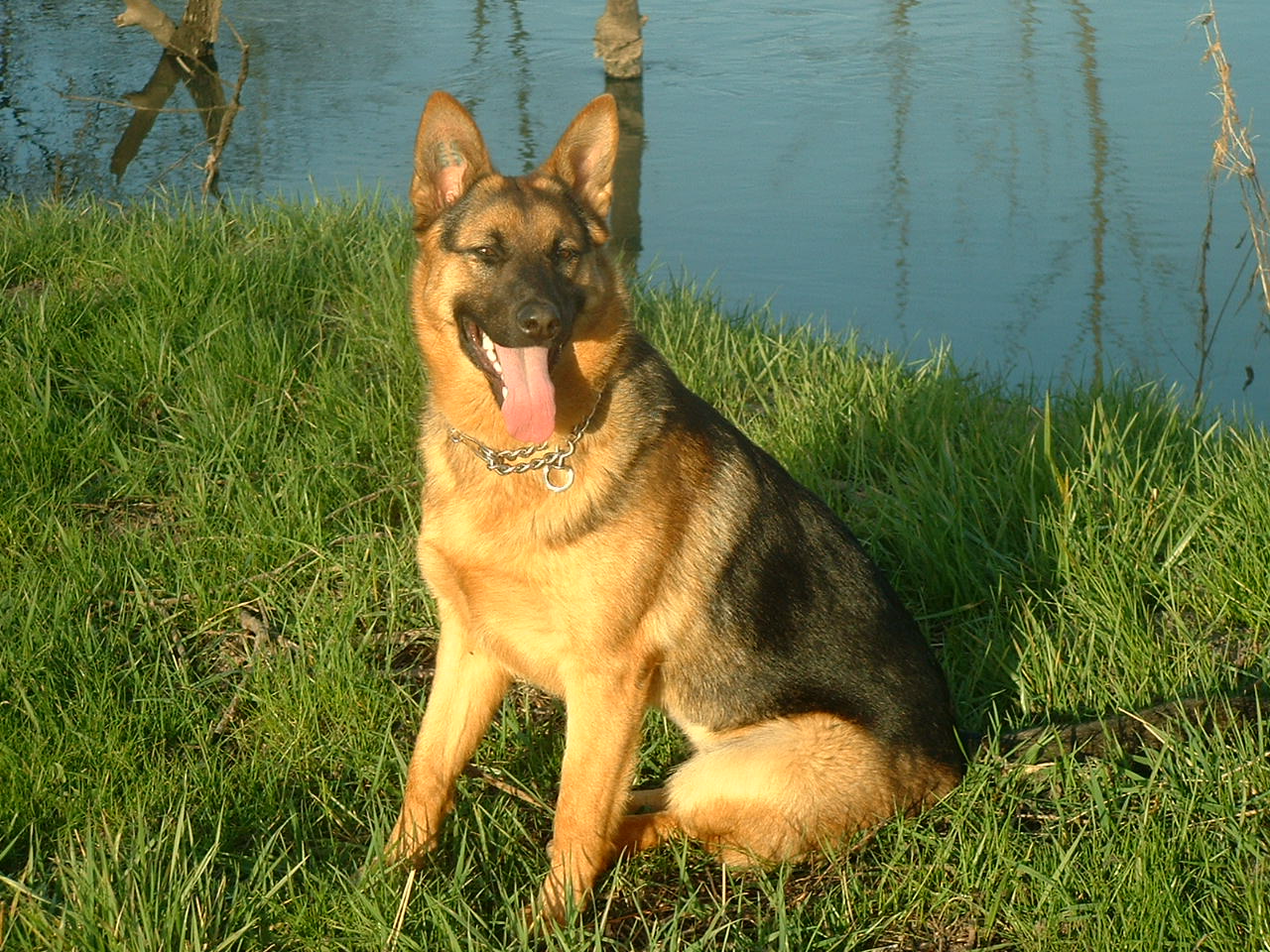 Fonds d'cran Animaux Chiens Berger allemand a l'coute....