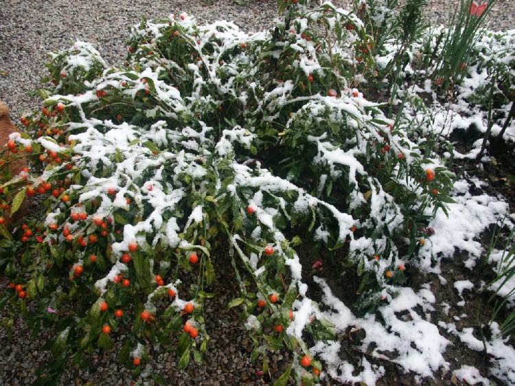 Fonds d'cran Nature Fleurs premire neige sur pommier d'amour