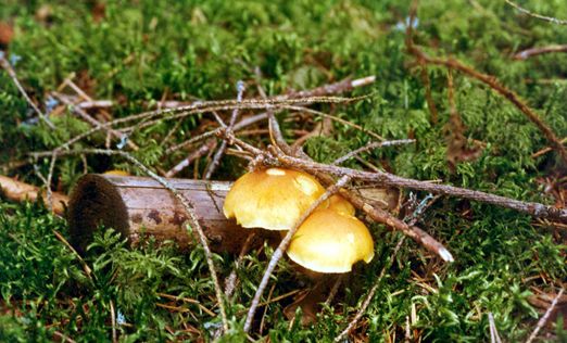 Fonds d'cran Nature Champignons champignon automne