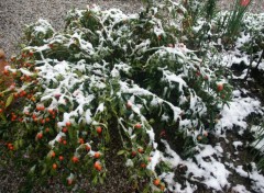 Fonds d'cran Nature premire neige sur pommier d'amour