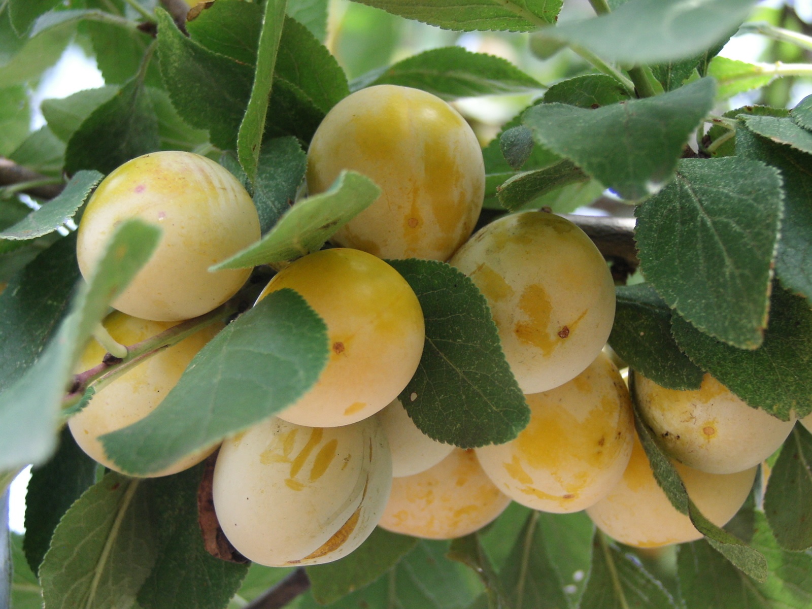 Wallpapers Nature Fruits Mirabelles de LORRAINE