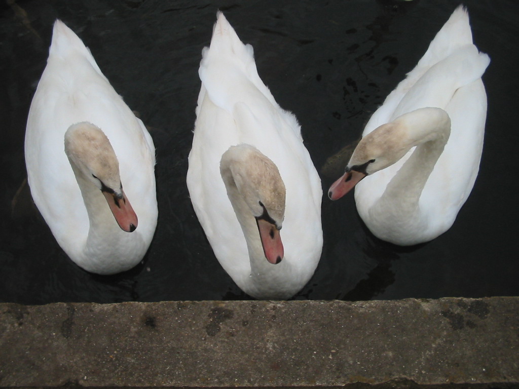 Fonds d'cran Animaux Oiseaux - Canards Les Trois Cygnes