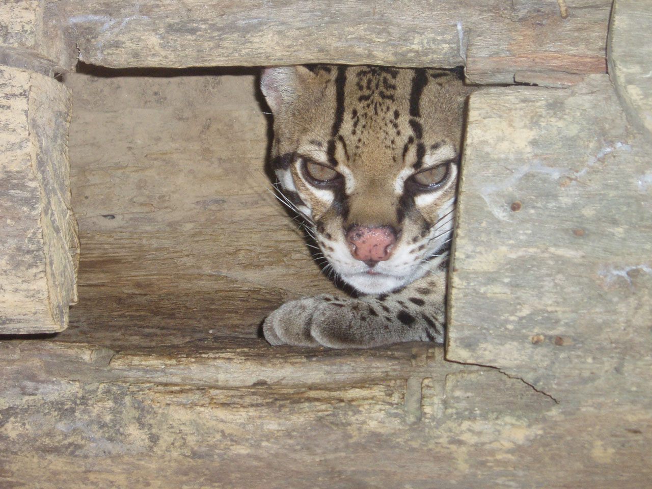 Wallpapers Animals Felines - Ocelots, Margays, Oncilles Ocelo...  dcembre 2003