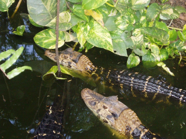 Wallpapers Animals Crocodile - Alligator - Caiman Camans noirs - Guyane franaise  decembre 2003