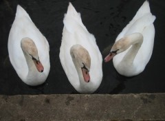 Fonds d'cran Animaux Les Trois Cygnes