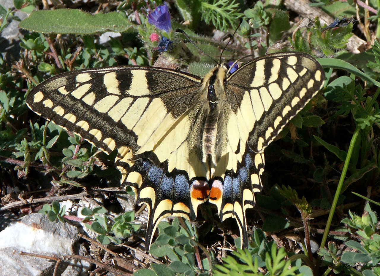 Fonds d'cran Animaux Insectes - Papillons Machaon