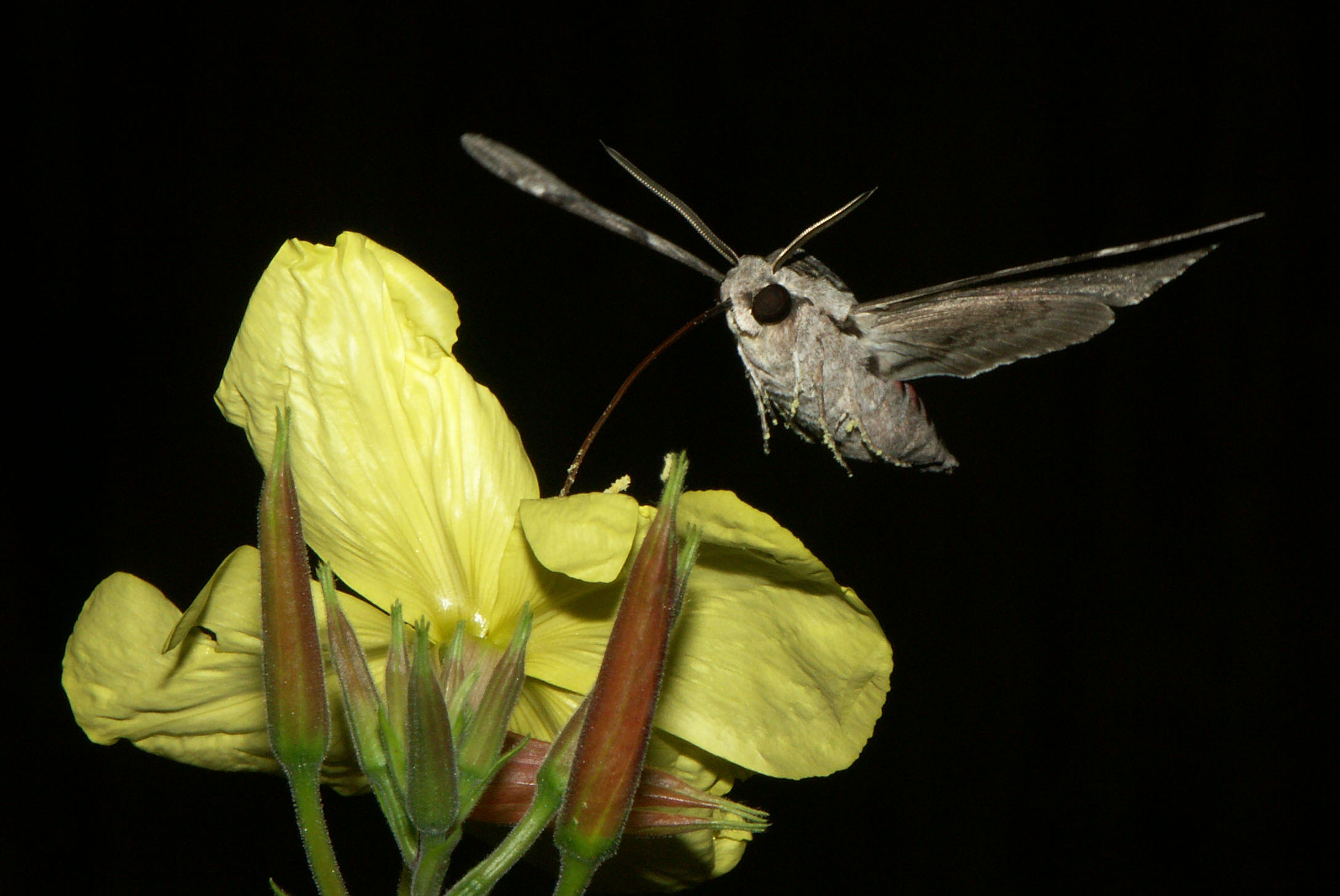 Fonds d'cran Animaux Insectes - Papillons Sphinx du liseron