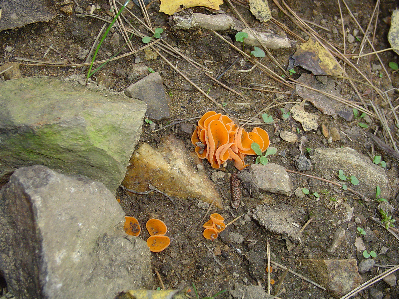 Fonds d'cran Nature Champignons 