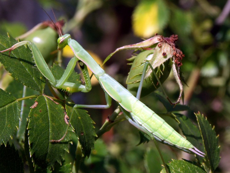 Wallpapers Animals Insects - Mantis Mante religieuse