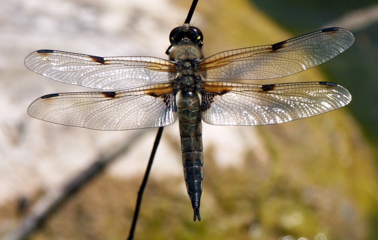 Wallpapers Animals Insects - Dragonflies Une quadrimaculata