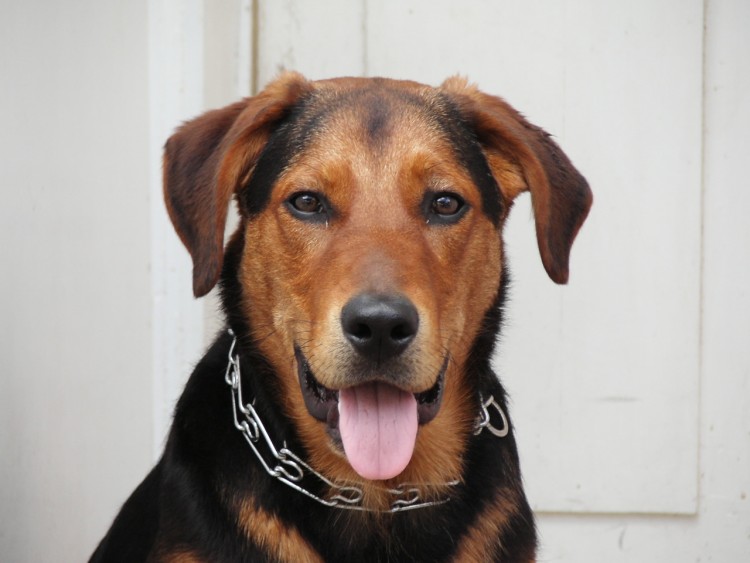 Fonds d'cran Animaux Chiens photo de chien en pleine pause!