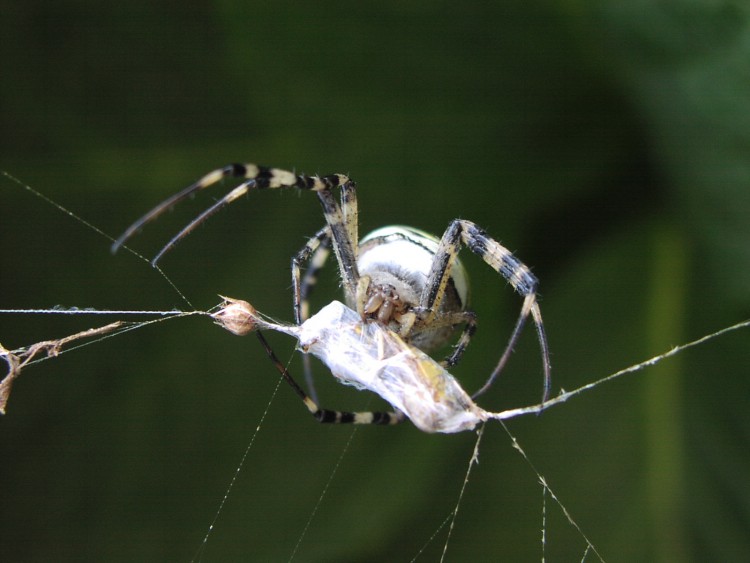 Fonds d'cran Animaux Araignes La belle bte.