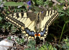 Wallpapers Animals Machaon