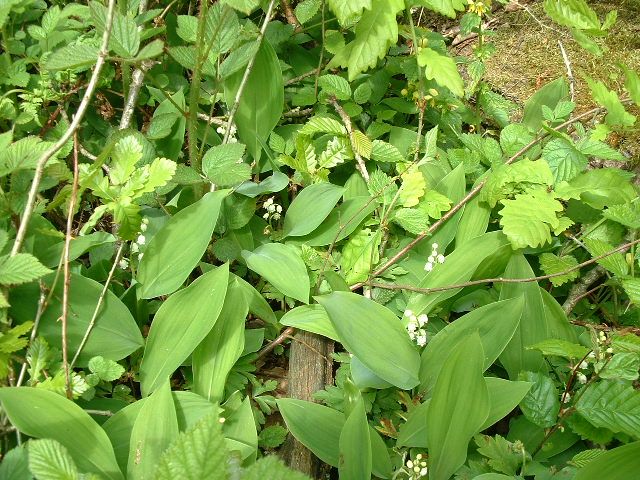 Wallpapers Nature Flowers quelques brins de muguet