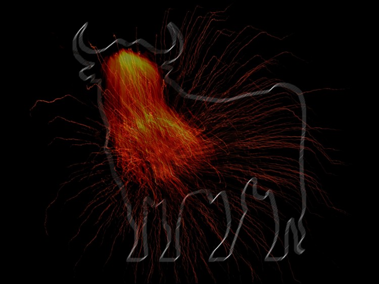 Wallpapers Digital Art Animals Arena Fuego