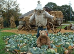 Fonds d'cran Objets Les Ours naissent-il dans les choux ?