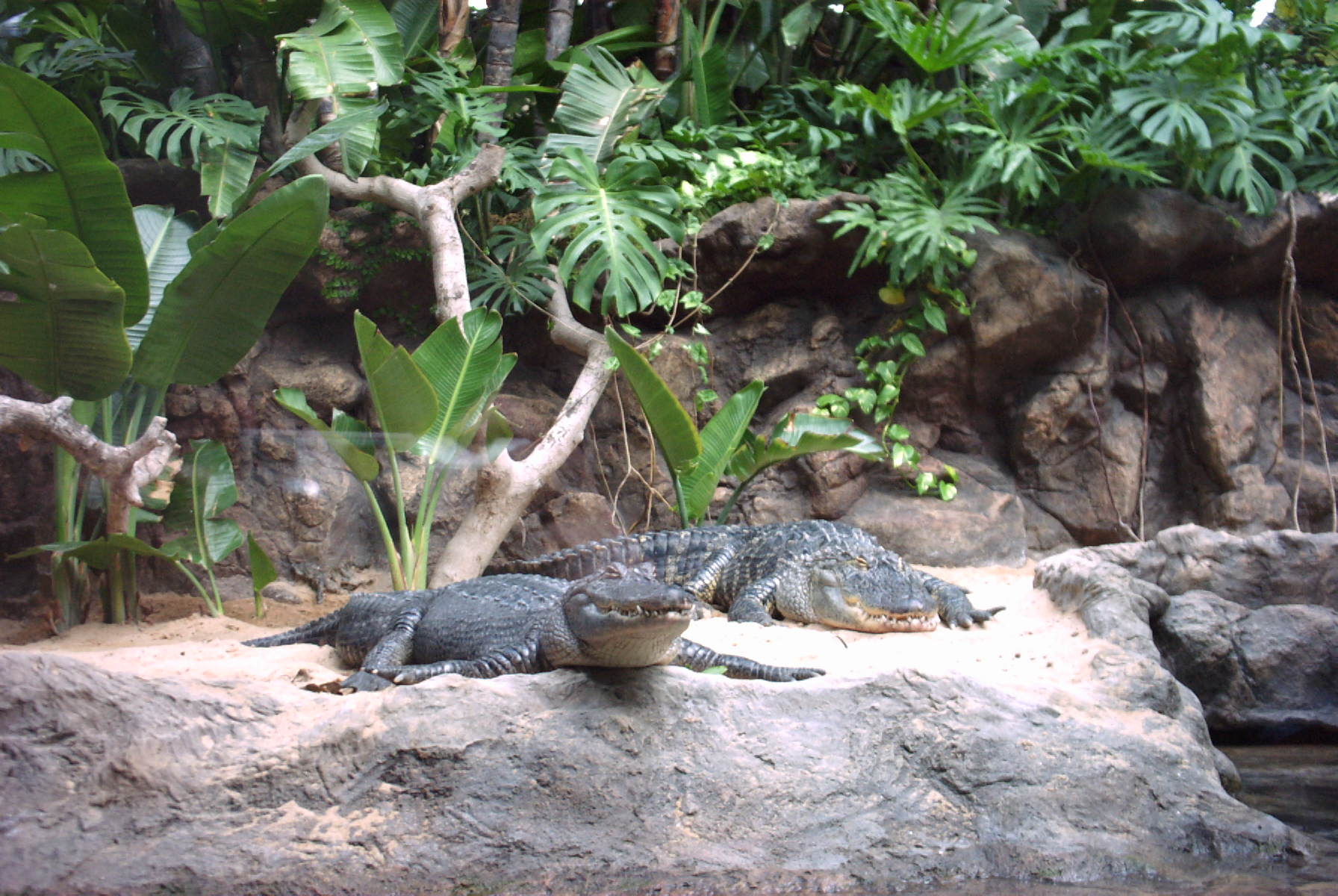 Wallpapers Animals Crocodile - Alligator - Caiman Crocodiles...Loro Parque...sg-design 