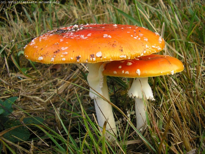 Fonds d'cran Nature Champignons Amanite Tue mouches http://artiste.arimos.org