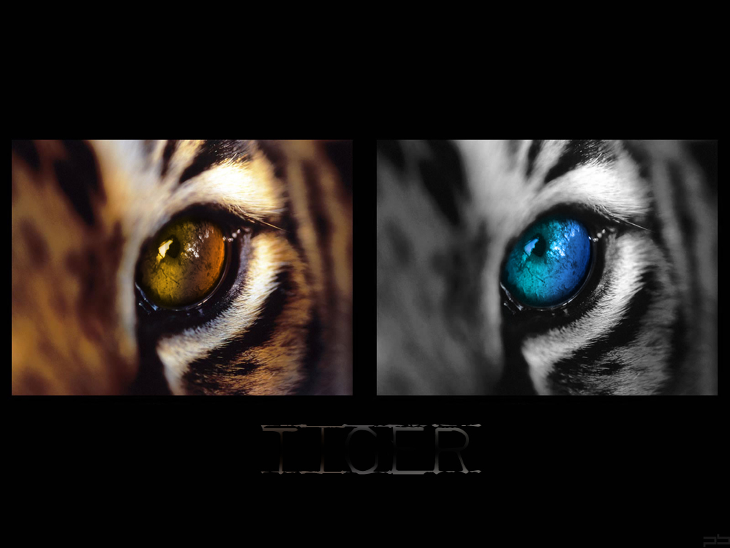 Wallpapers Animals Felines - Tigers Tiger