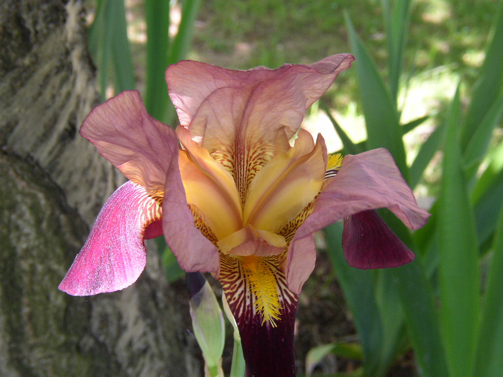 Fonds d'cran Nature Fleurs Iris de collection