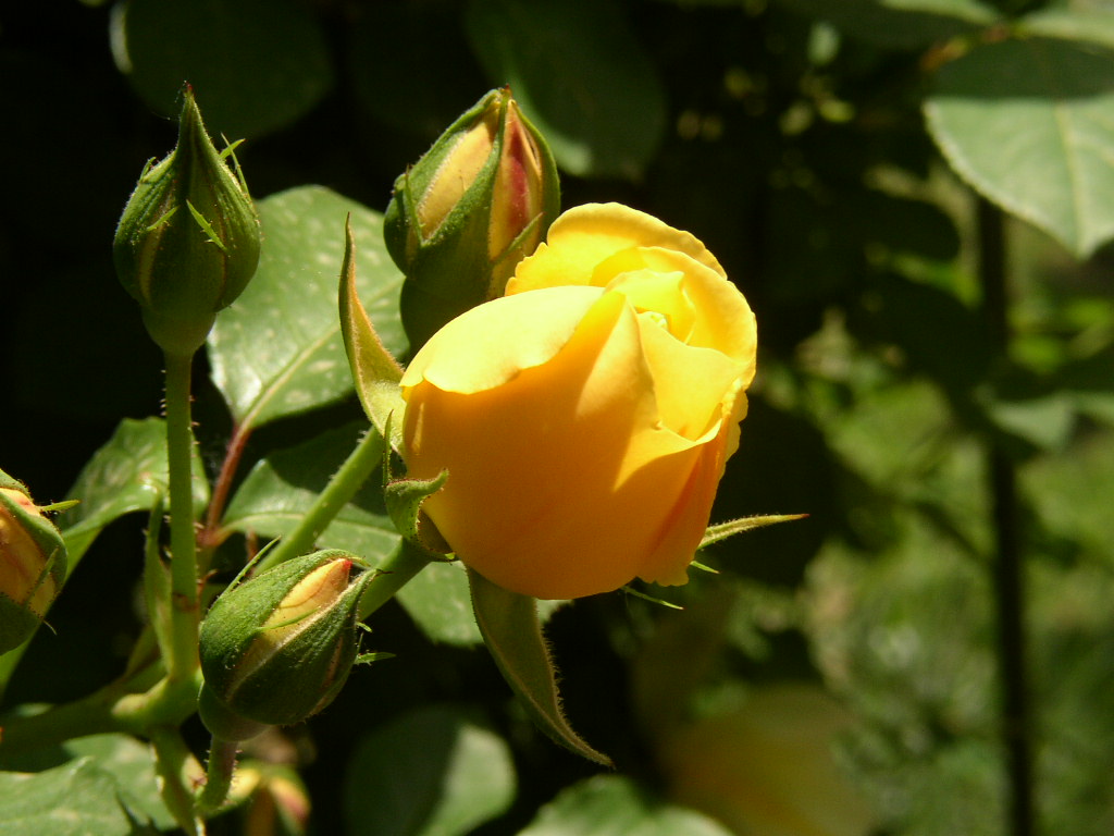 Fonds d'cran Nature Fleurs Rose jaune