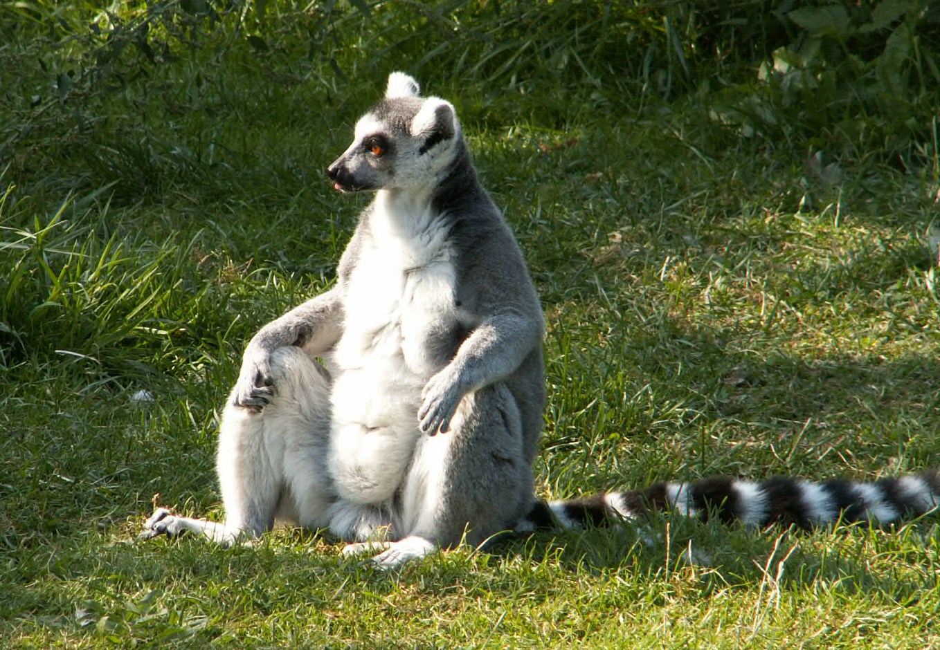 Fonds d'cran Animaux Lmuriens siesta