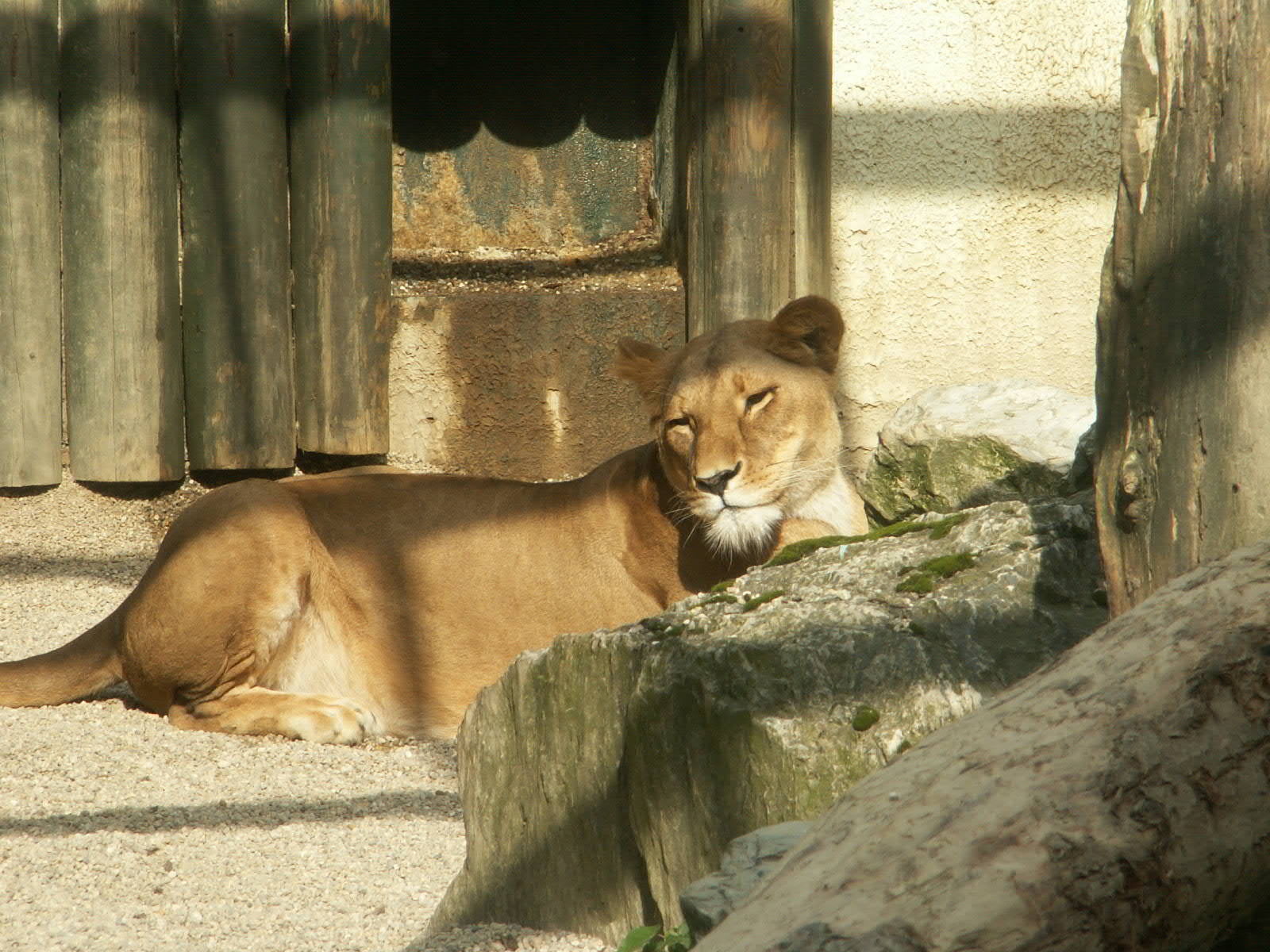 Fonds d'cran Animaux Flins - Lions 