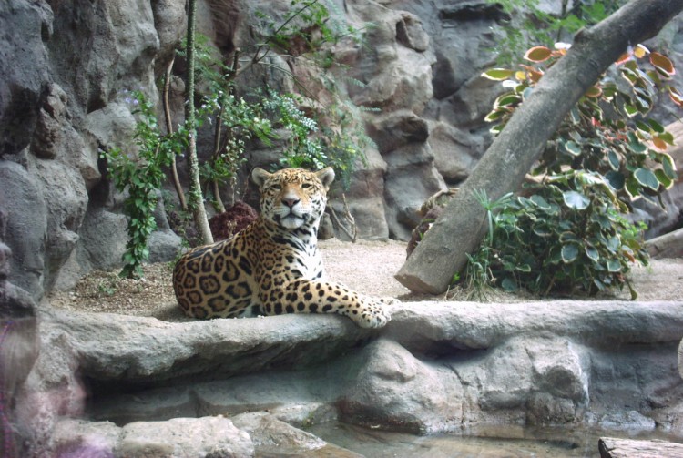 Wallpapers Animals Felines - Jaguars Magnifique Jaguar...Loro parque...sg-design 