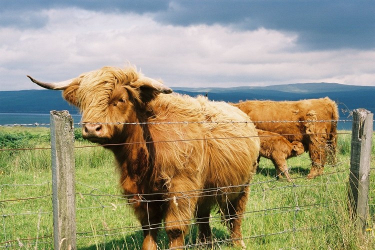 Fonds d'cran Animaux Vaches - Taureaux - Boeufs Vaches cossaises