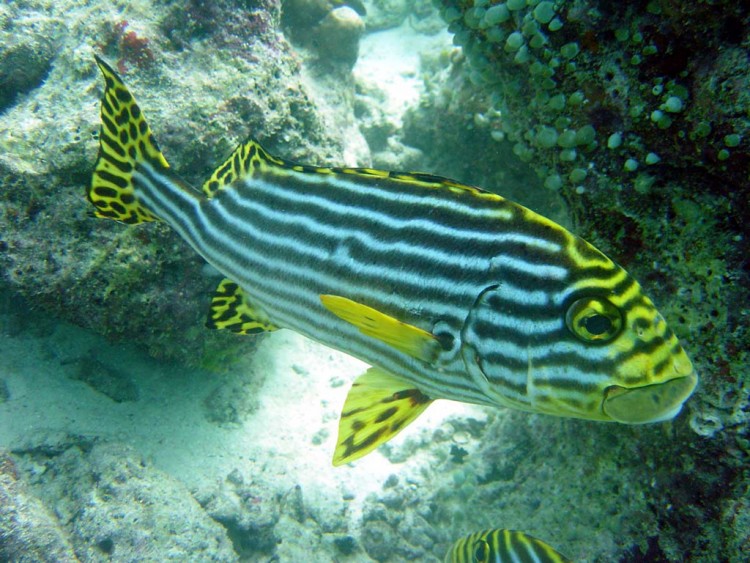 Fonds d'cran Animaux Vie marine - Poissons Belle photo sous marine