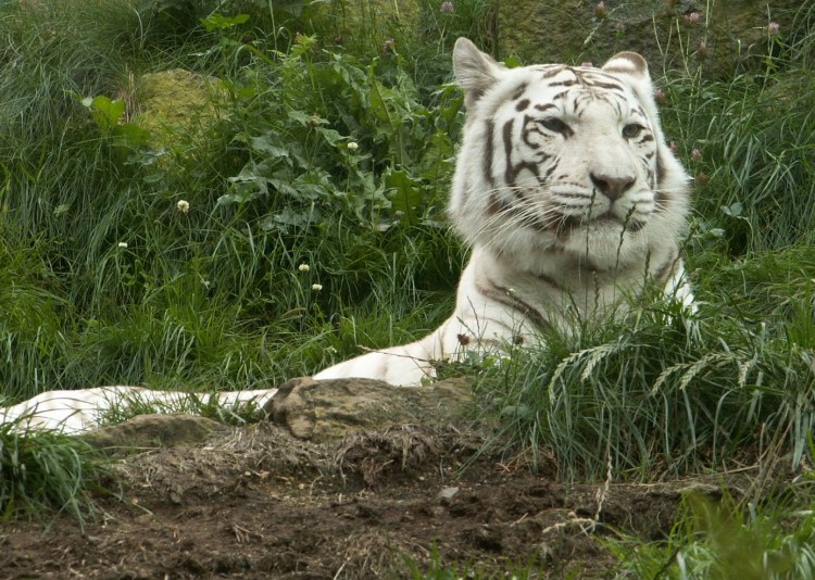 Fonds d'cran Animaux Flins - Tigres tigre-mere