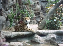 Wallpapers Animals Magnifique Jaguar...Loro parque...sg-design 